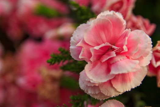 Pink flowers in a vase