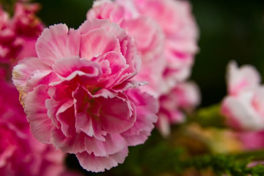 pink flowers in a vase