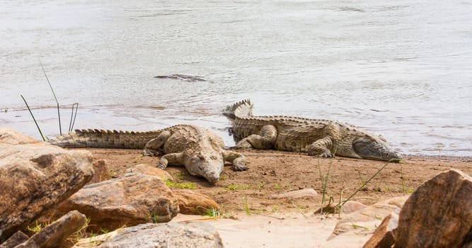Kenya, Tsavo East National Park. Crocodiles  joining the last sun before the sunset