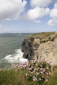 pink irish wildflowers on the cliffs edge in county Kerry Ireland with a seagull gliding in background