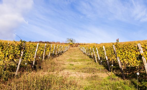 Piemonte Region, Italy: vineyard during autumn season