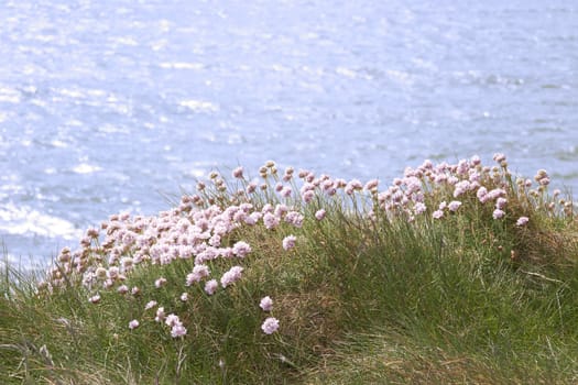 irish wildflowers on the cliffs edge in county Kerry Ireland