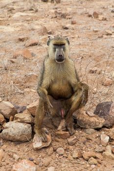 Kenya, Tsavo East National Park. A free baboon in her land