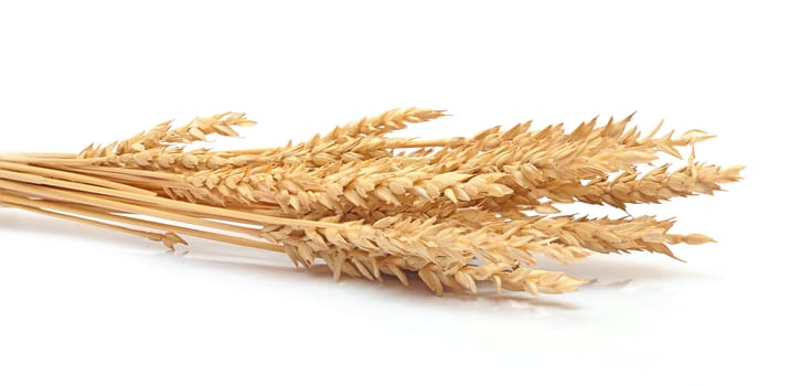 Wheat ears isolated on white background 