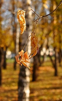 Fall dried leaves in autumn park
