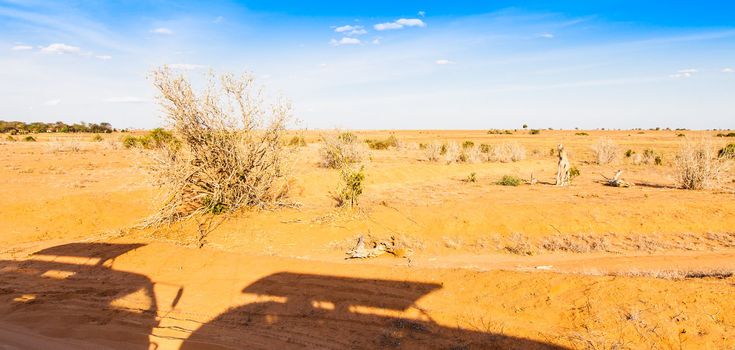 Kenya, Tsavo East National Park. Safari vehicles silhouettes on orange and blue panorama