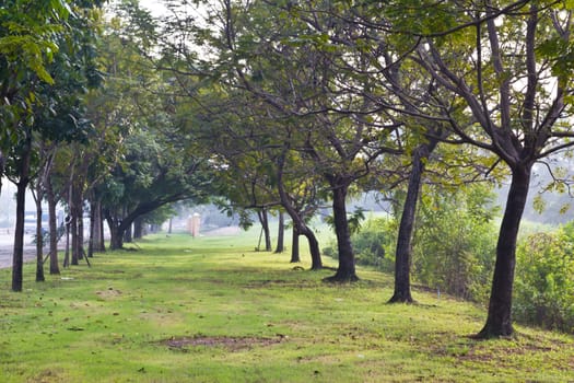 Green trees in park and sunlight