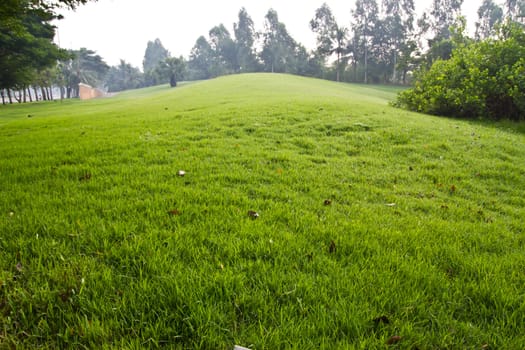 peaceful Garden with a Freshly Mown Lawn