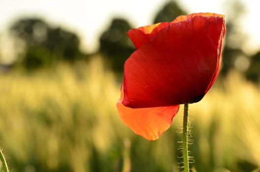 The photo shows a poppy flower on a blurred background of grain growing in a field.