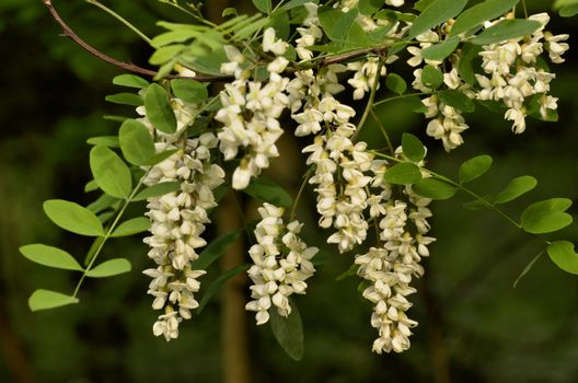 The photo shows a bunch of acacia flowers on a dark green background of the forest.