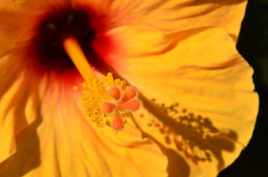 The photo shows the rod hibiscus flower on blurred background of colored petals.