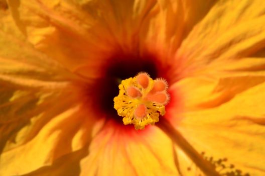 The photo shows the rod hibiscus flower on blurred background of colored petals.