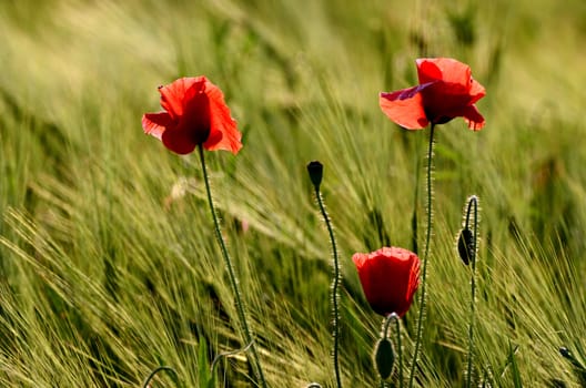 The photo shows a poppy flower on a blurred background of grain growing in a field.