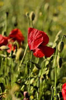 The photo shows a poppy flower on a blurred background of grain growing in a field.