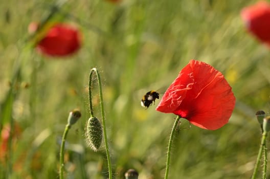 The photo shows a poppy flower on a blurred background of grain growing in a field.