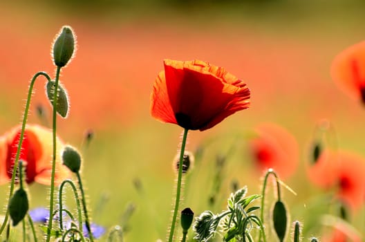 The photo shows a poppy flower on a red, blurred background field.