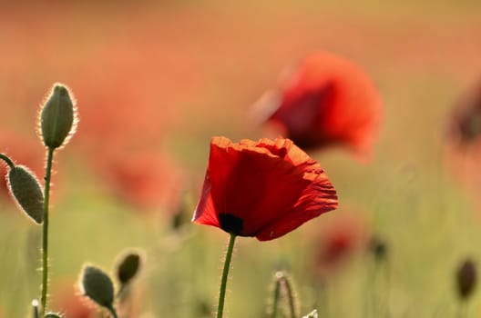 The photo shows a poppy flower on a blurred background of grain growing in a field.