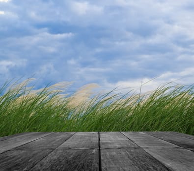 grass and cloudy sky