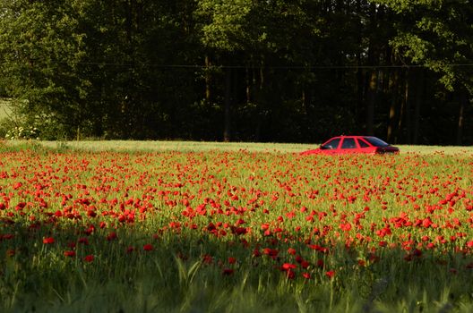 The photo shows a car driving through a field of poppies.