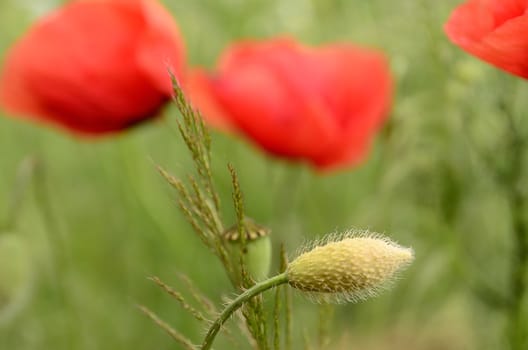 The photo fresh closed bud poppy on a blurred background of blooming poppies.