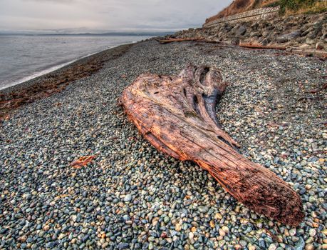 Drift wood on pebble beach along the shoreline in Victoria, British Columbia, Canada.