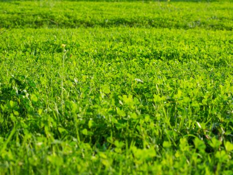 green grass field in the sunny morning