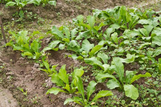 vegetable garden at thailand