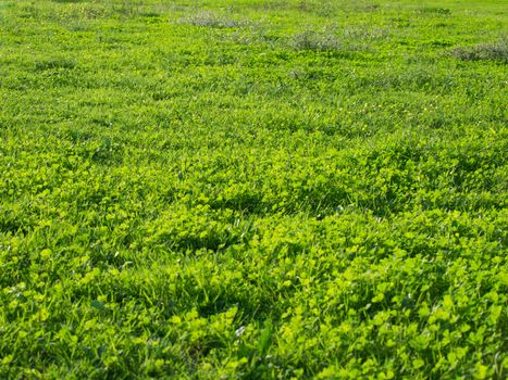 green grass field on the sunny day