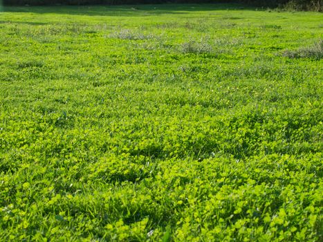 green grass field on the sunny day