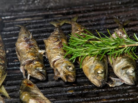 fish on grill with rosemary and olive oil