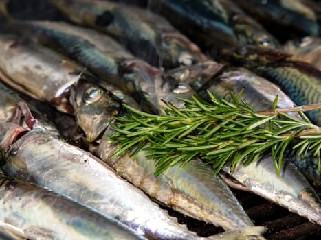 fish on grill with rosemary and olive oil