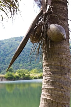 coconut on at cholburi thailand