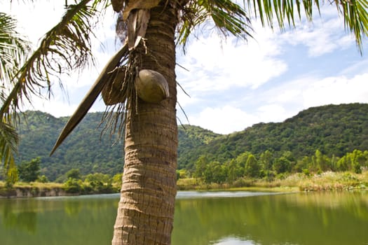 coconut on at cholburi thailand