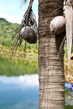 coconut on at cholburi thailand