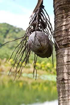 coconut on at cholburi thailand