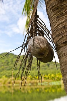 coconut on at cholburi thailand