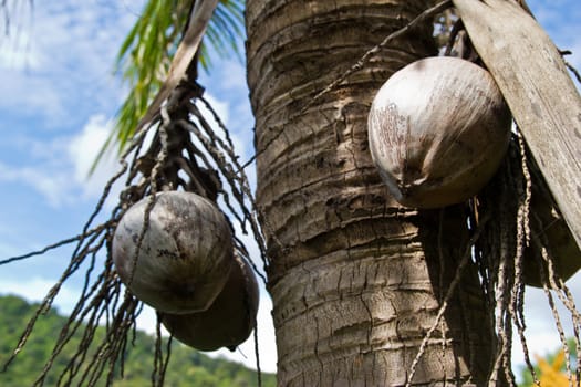 coconut on at cholburi thailand