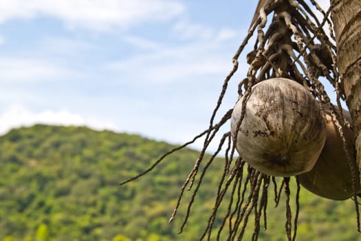 coconut on at cholburi thailand