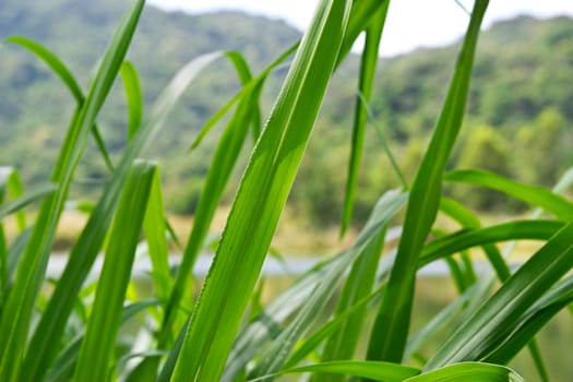 grass at thailand