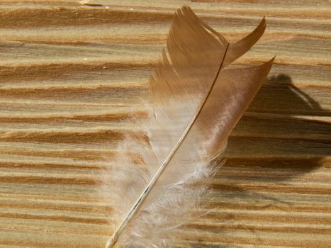 feather on the wooden plank