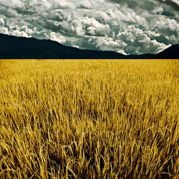 Golden rice field with mountain and cloud background, Agriculture concept