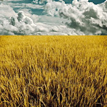 Golden rice field with cloud background, Agriculture concept