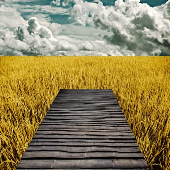 Bamboo bench in golden rice field, Harvest time concept