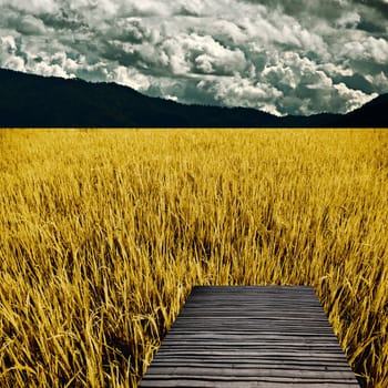 Bamboo bench in golden rice field