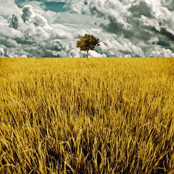 Tree in golden rice field with cloud background