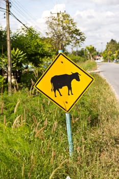 yellow road sign as  be careful a cow