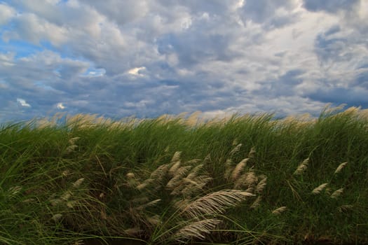 grass and cloudy sky