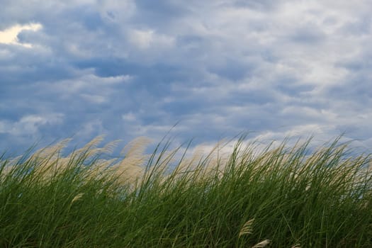 grass and cloudy sky