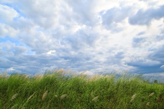 grass and cloudy sky