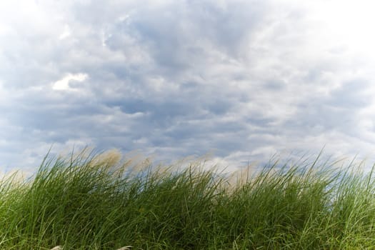 Nature background, grass and sky